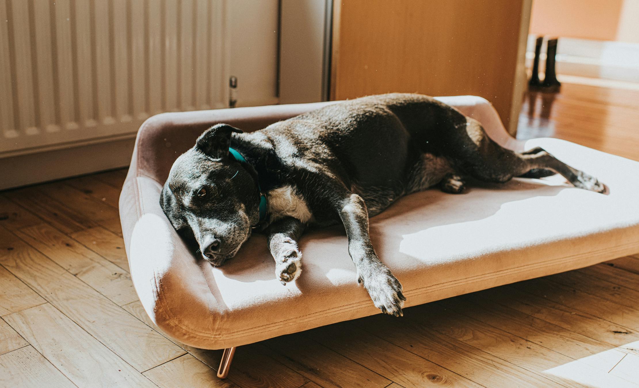 Best shop dog sofas